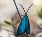 Satin-Green Forester Moth 